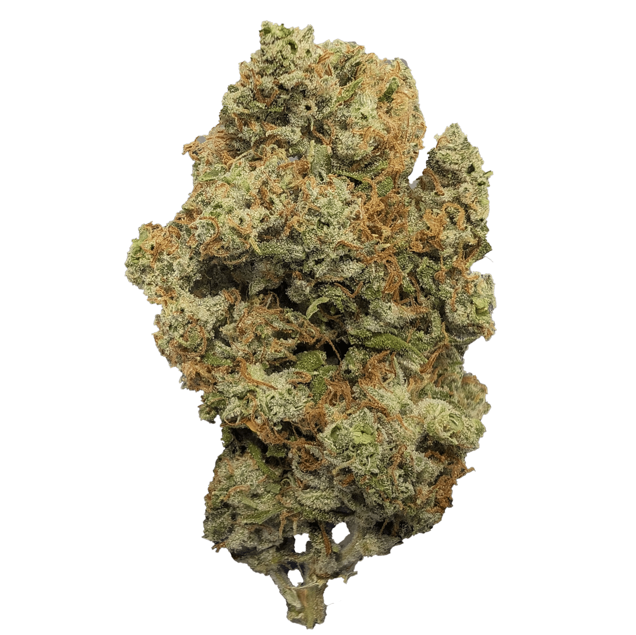 Jack Herer 1 Jack Herer