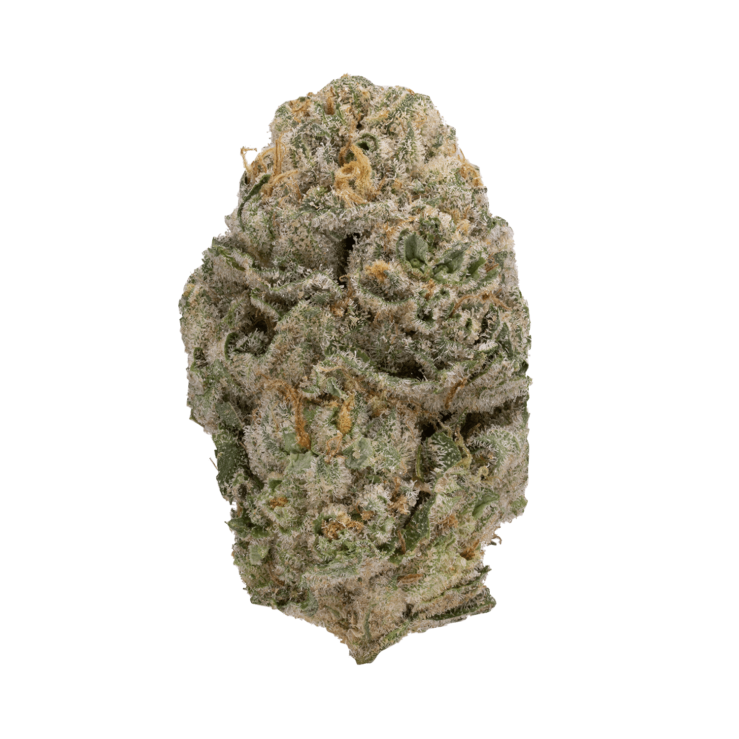 Apex OG (Legendary Larry x Garlic Chem) 1 Apex OG (Legendary Larry x Garlic Chem)