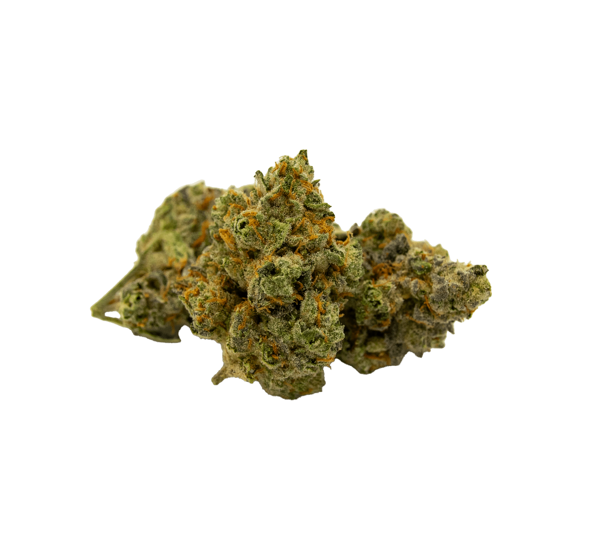 Draco Sativa (Biscotti) 1 Draco Sativa (Biscotti)