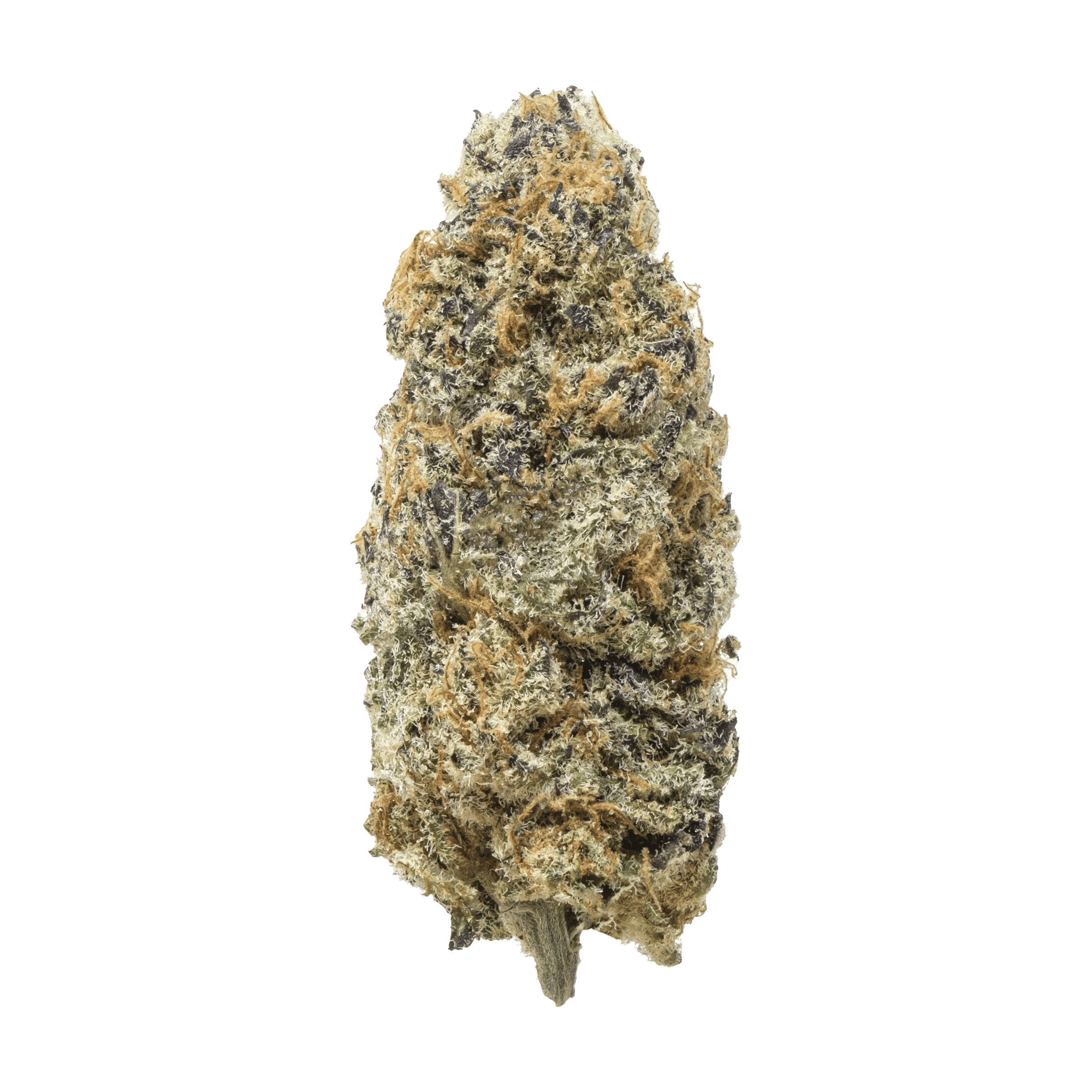 Cactus Breath 1 Cactus Breath
