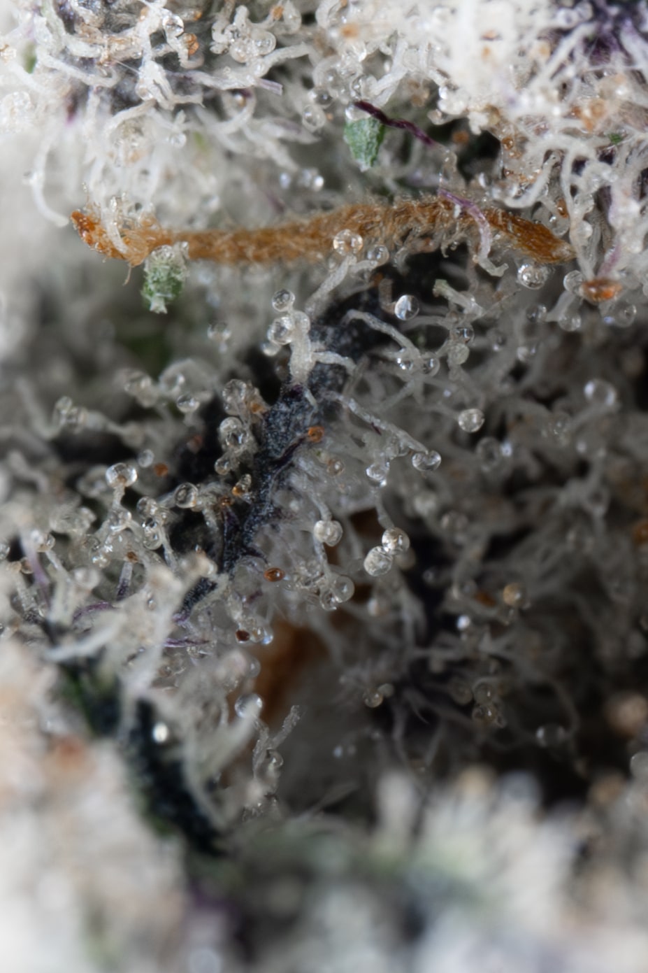 Fruity Pebbles OG 3 Fruity Pebbles OG – Image 3