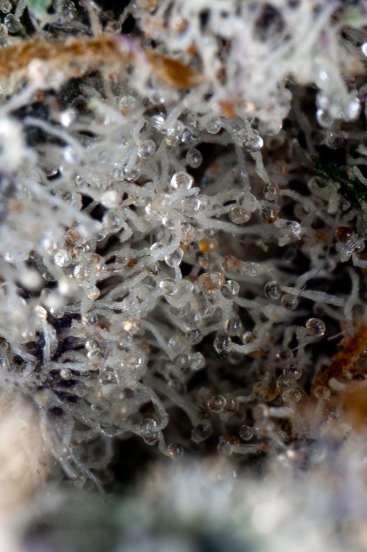 Fruity Pebbles OG 4 Fruity Pebbles OG – Image 4