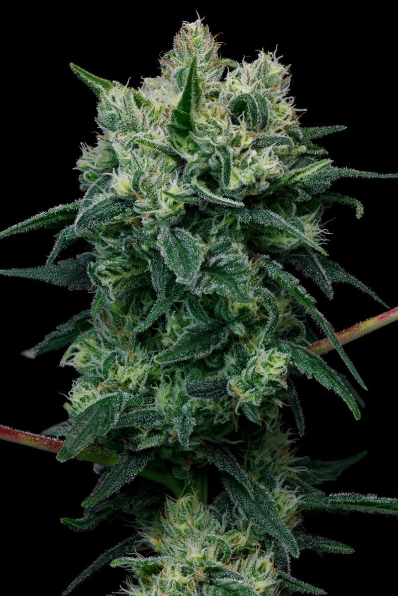 BC Organic Girl Scout Platinum 2 BC Organic Girl Scout Platinum – Image 2