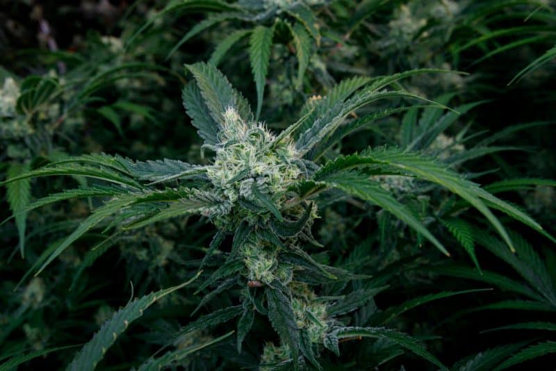 BC Organic Girl Scout Platinum 6 BC Organic Girl Scout Platinum – Image 6