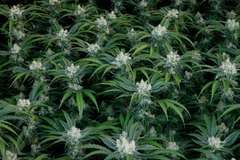 BC Organic Girl Scout Platinum 5 BC Organic Girl Scout Platinum – Image 5