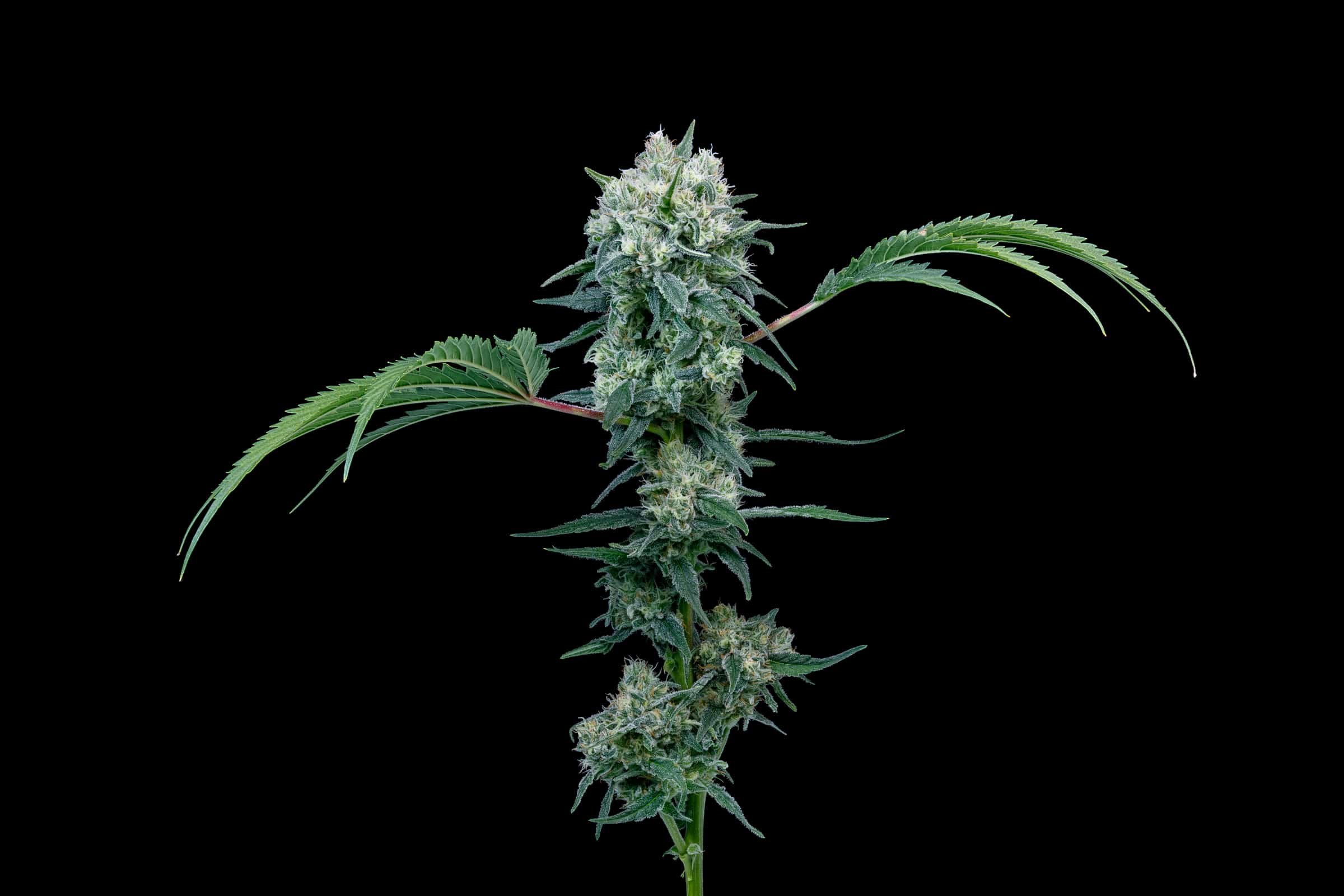 BC Organic Girl Scout Platinum 3 BC Organic Girl Scout Platinum – Image 3