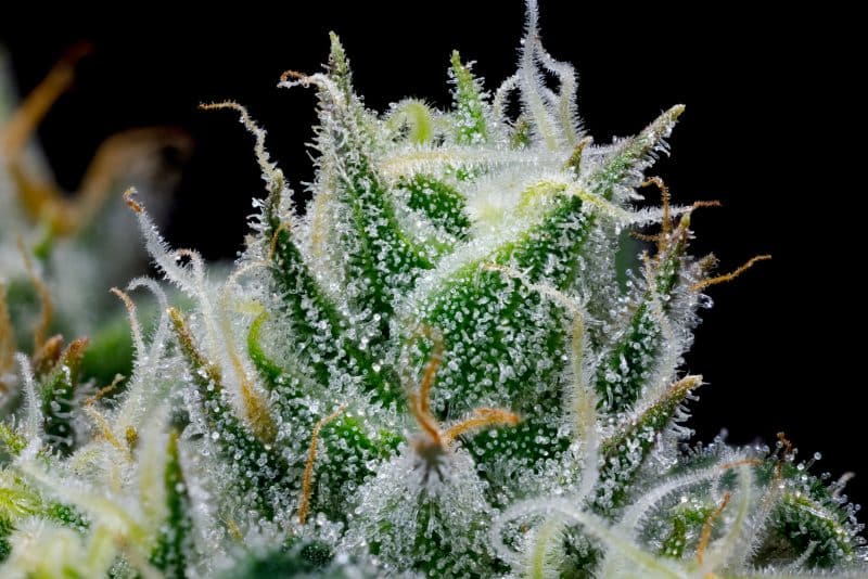 BC Organic Girl Scout Platinum 4 BC Organic Girl Scout Platinum – Image 4