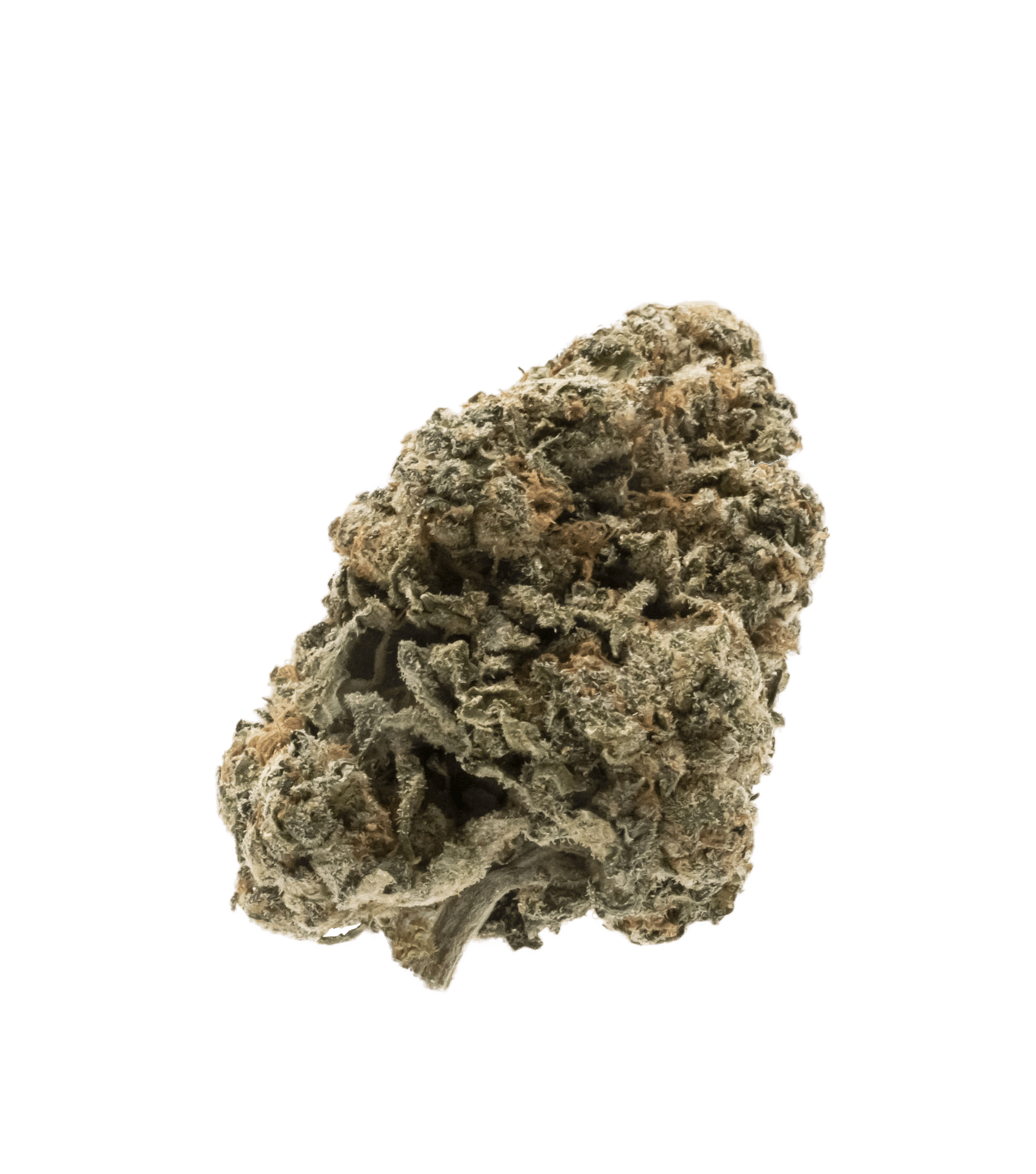 Notable Nancy (Legendary Larry) 1 Notable Nancy (Legendary Larry)