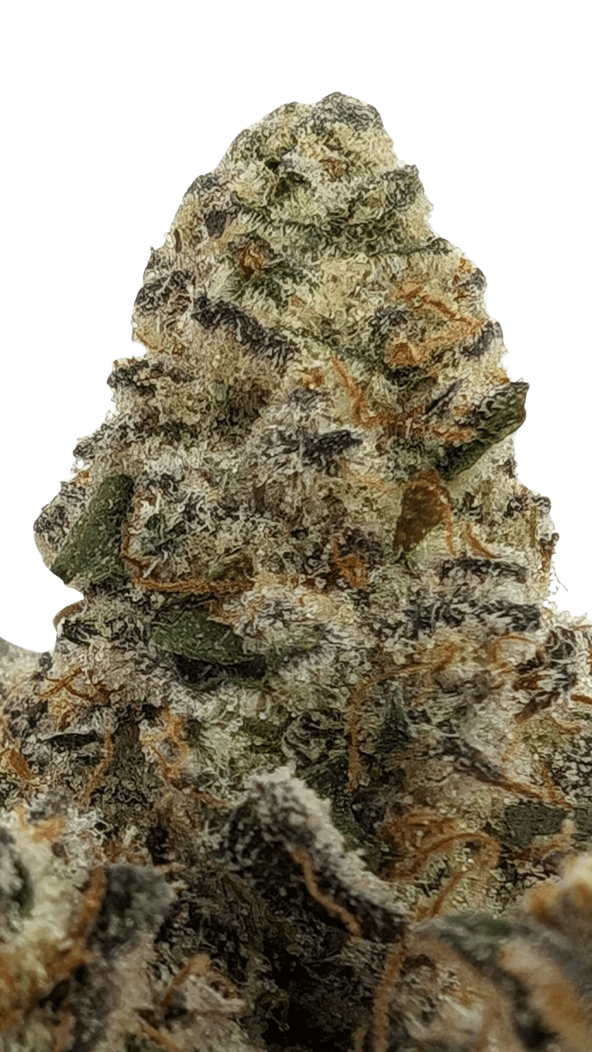 Mendo Select – Slurricane #7 3 Mendo Select – Slurricane #7 – Image 3