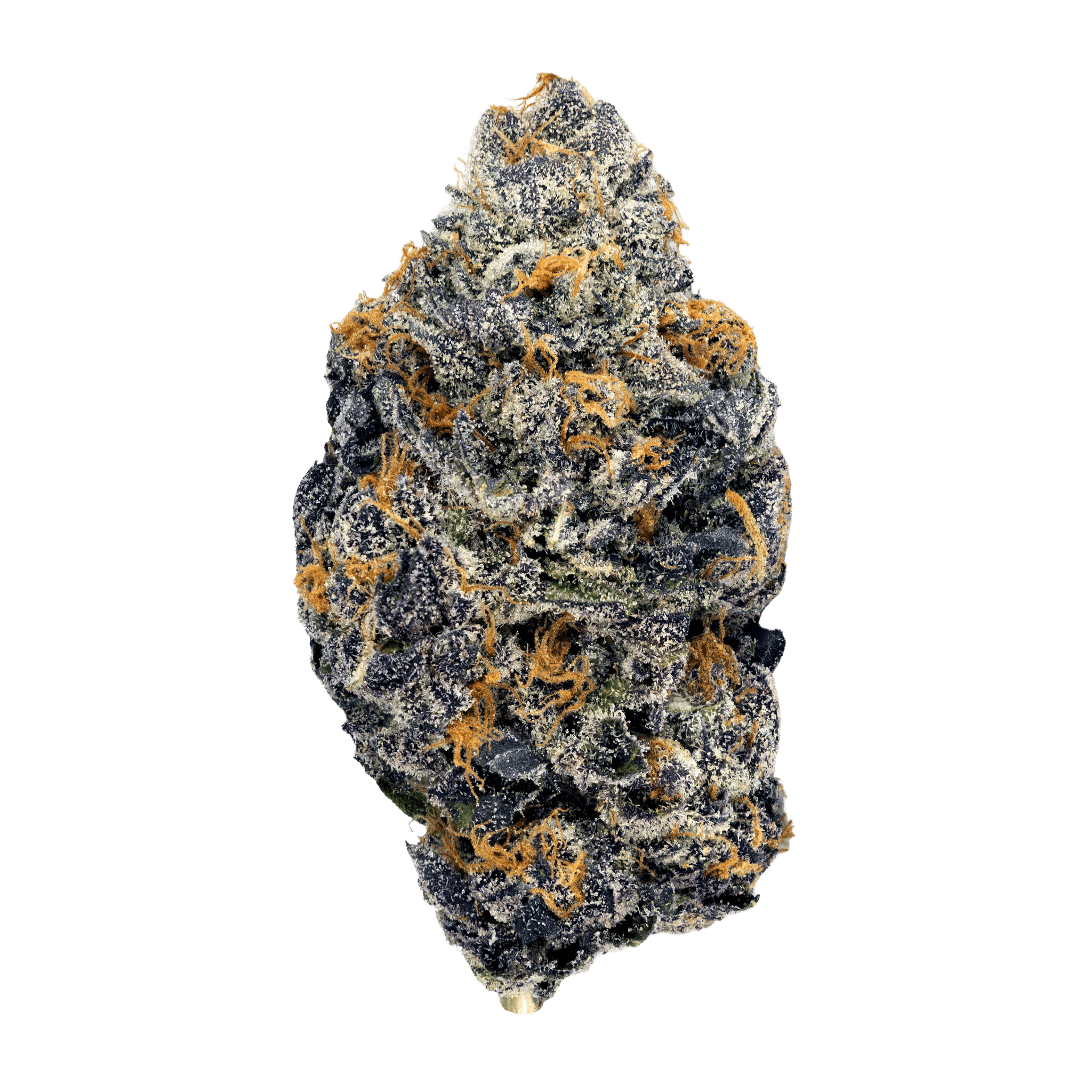 Mendo Select – Jezebel 1 Mendo Select – Jezebel