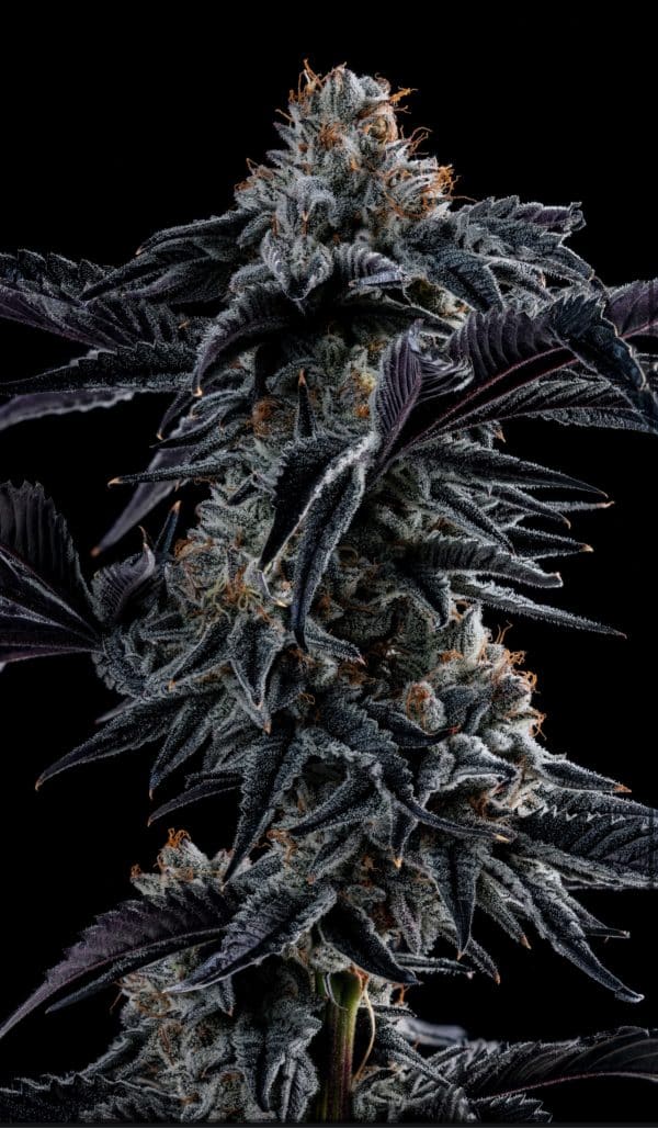 Deviled Oreoz - Image 3