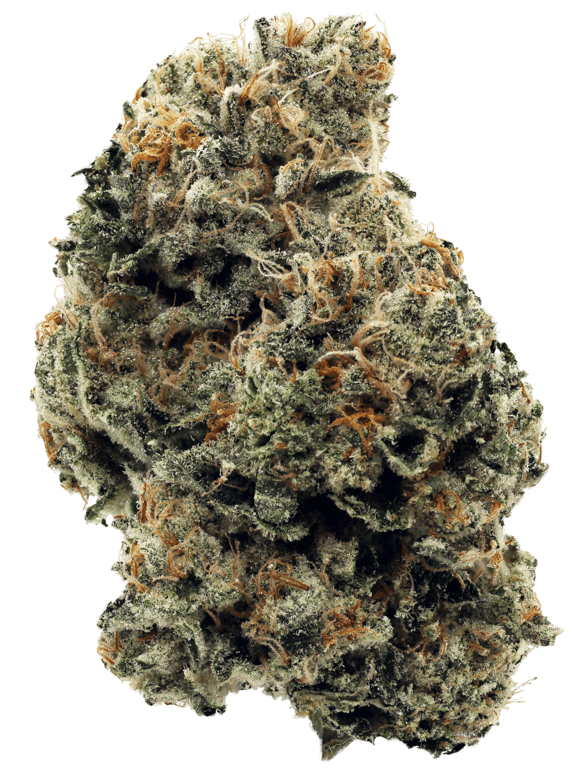 Charged Indica - Meringue 1 Charged Indica - Meringue