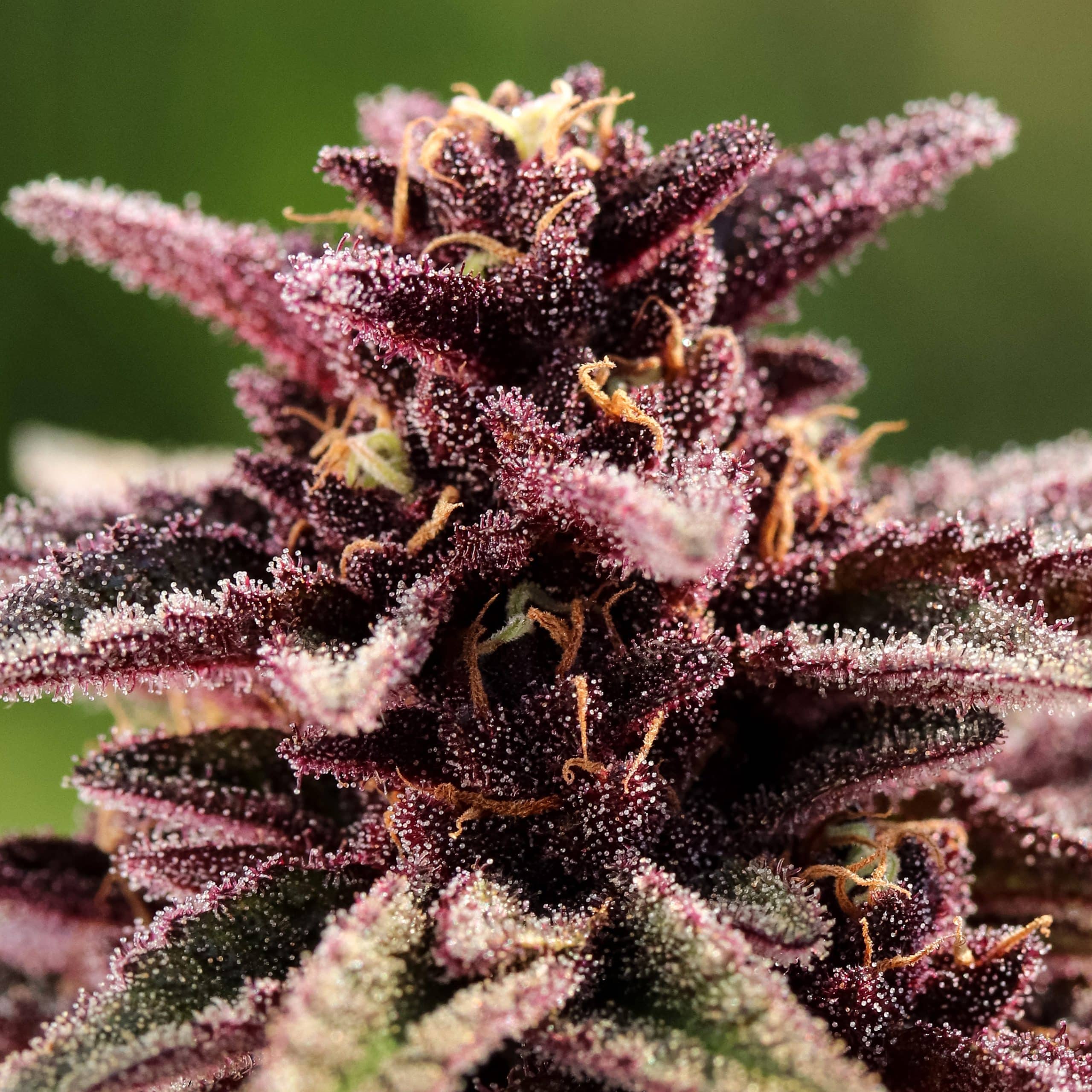 Blackberry THCv Slim Stix Pre Rolls 3 Blackberry THCv Slim Stix Pre Rolls – Image 3