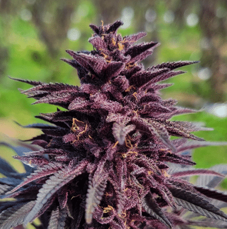 Blackberry THCv Slim Stix Pre Rolls 2 Blackberry THCv Slim Stix Pre Rolls – Image 2