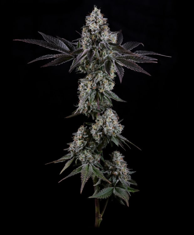 Pink Drip 2 Pink Drip 7g by Simpy Bare Organics