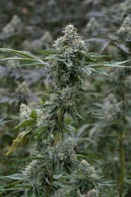 Pink Drip 3 Pink Drip 7g by Simpy Bare Organics