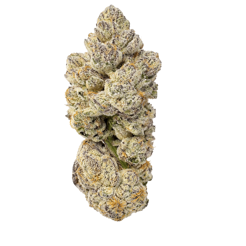 New Medical Cannabis Products at Mendo: September 30th 2026 12 Blue Lobster by Six One Charlie