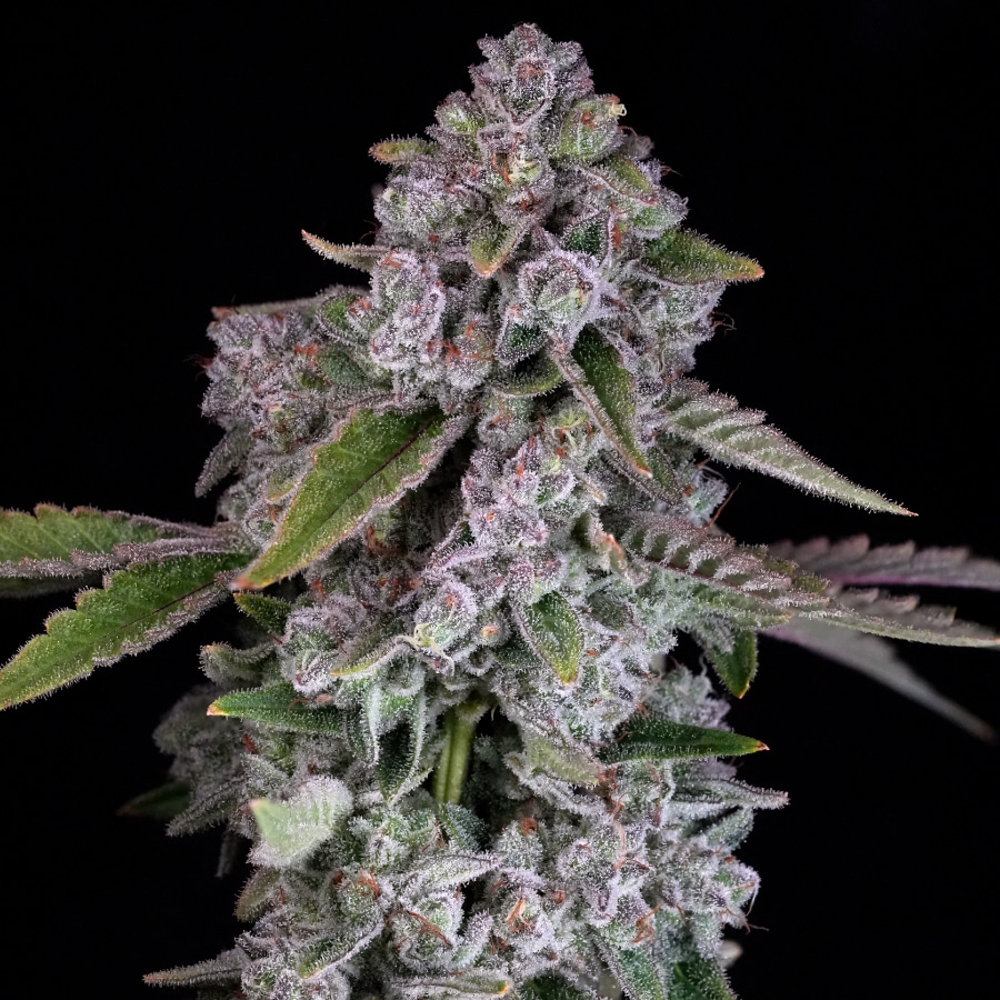 Lemon Loopz 3 Lemon Loopz - Image 3