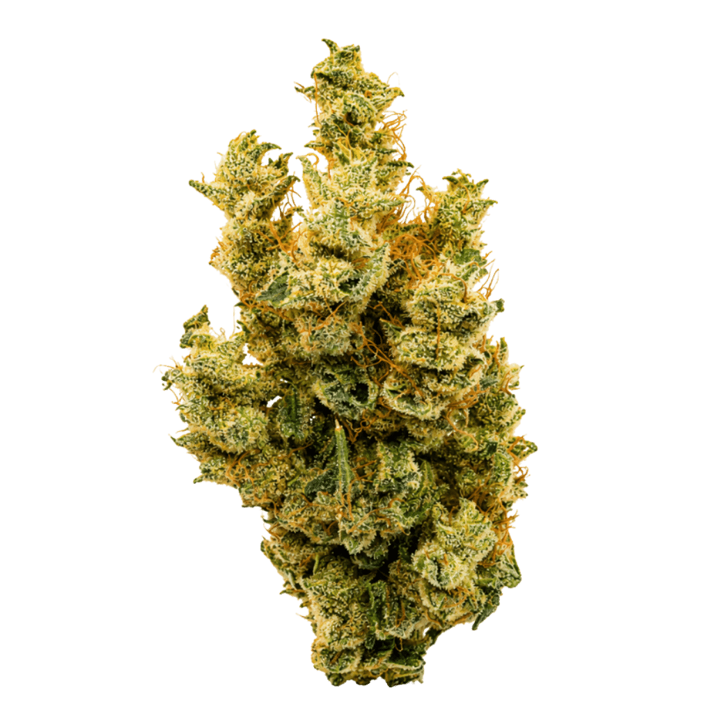 Banana Mango 1 Fleur Banana Mango 7 g de BC Weed CO