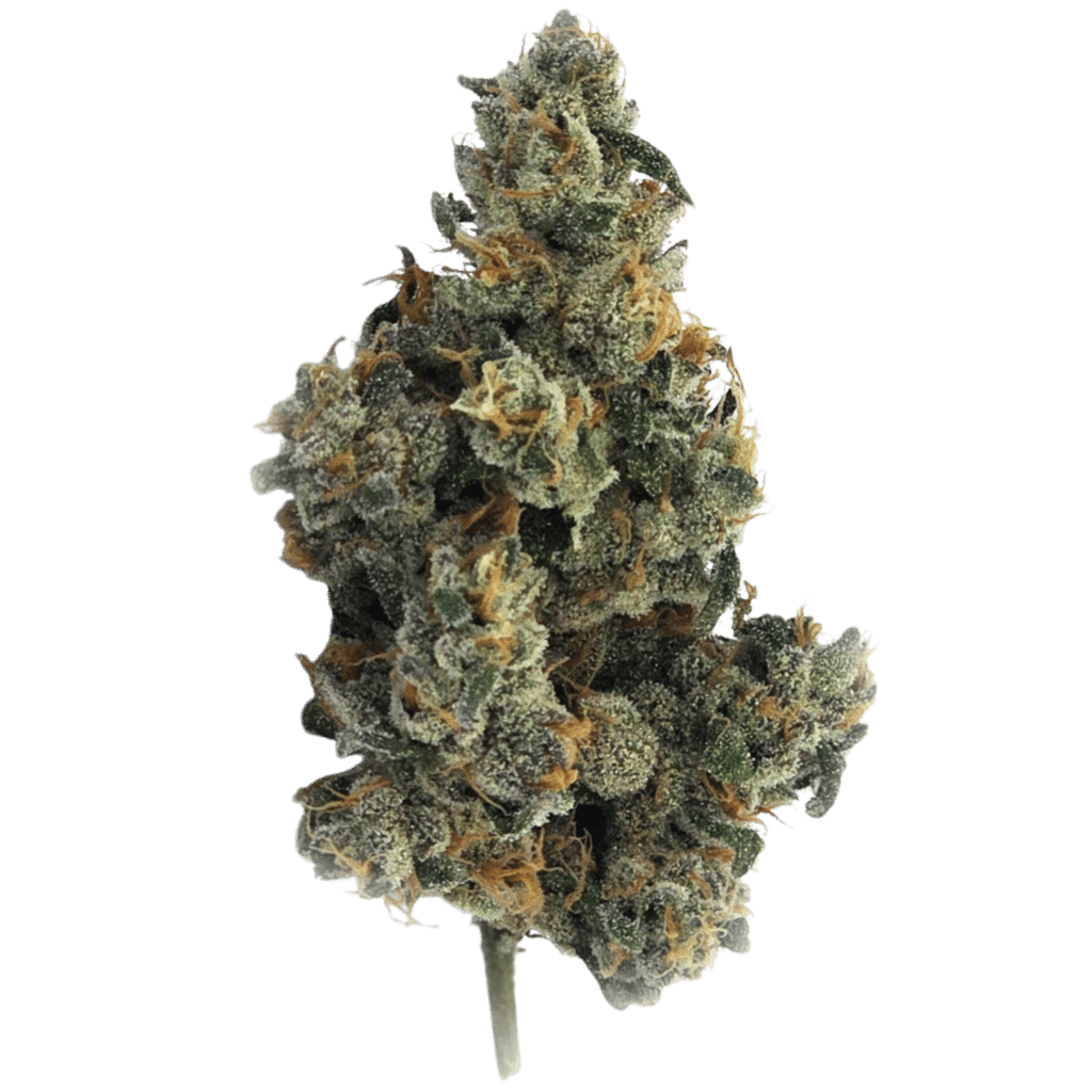 New Medical Cannabis Products at Mendo: September 2nd 2026 22 Bluenose Berry 14g Flower by Truro Cannabis
