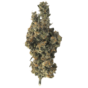 Fleur Jealousy x Apples & Bananas 14 g par Truro Cannabis